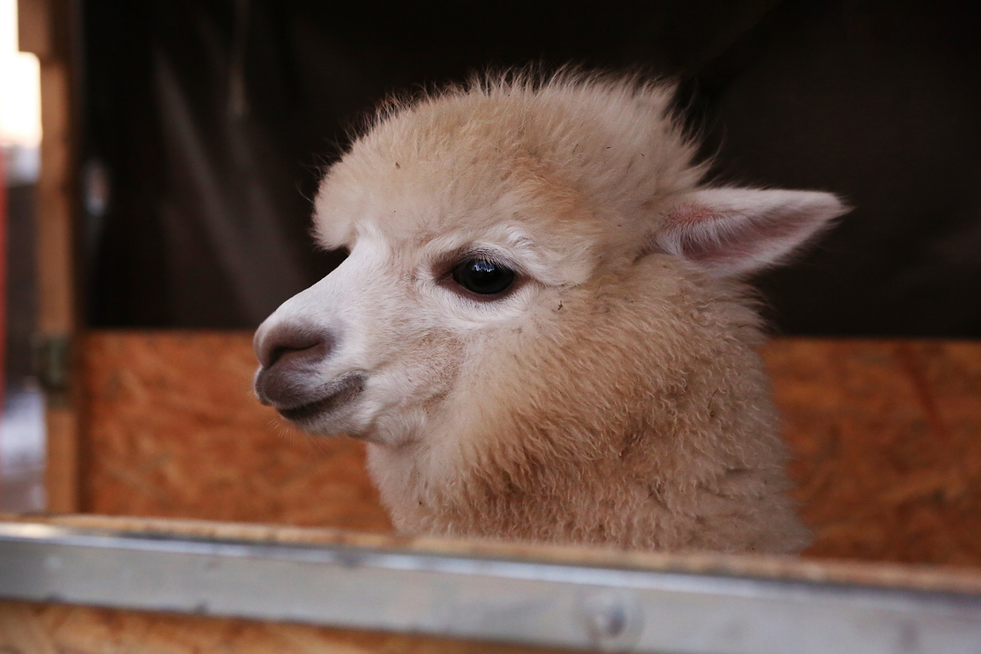 Der Kopf eines weißen Alpakas schaut über die Gehegetür.